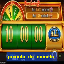 puxada do camelo no jogo do bicho