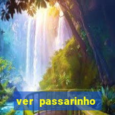 ver passarinho morto significado espiritual